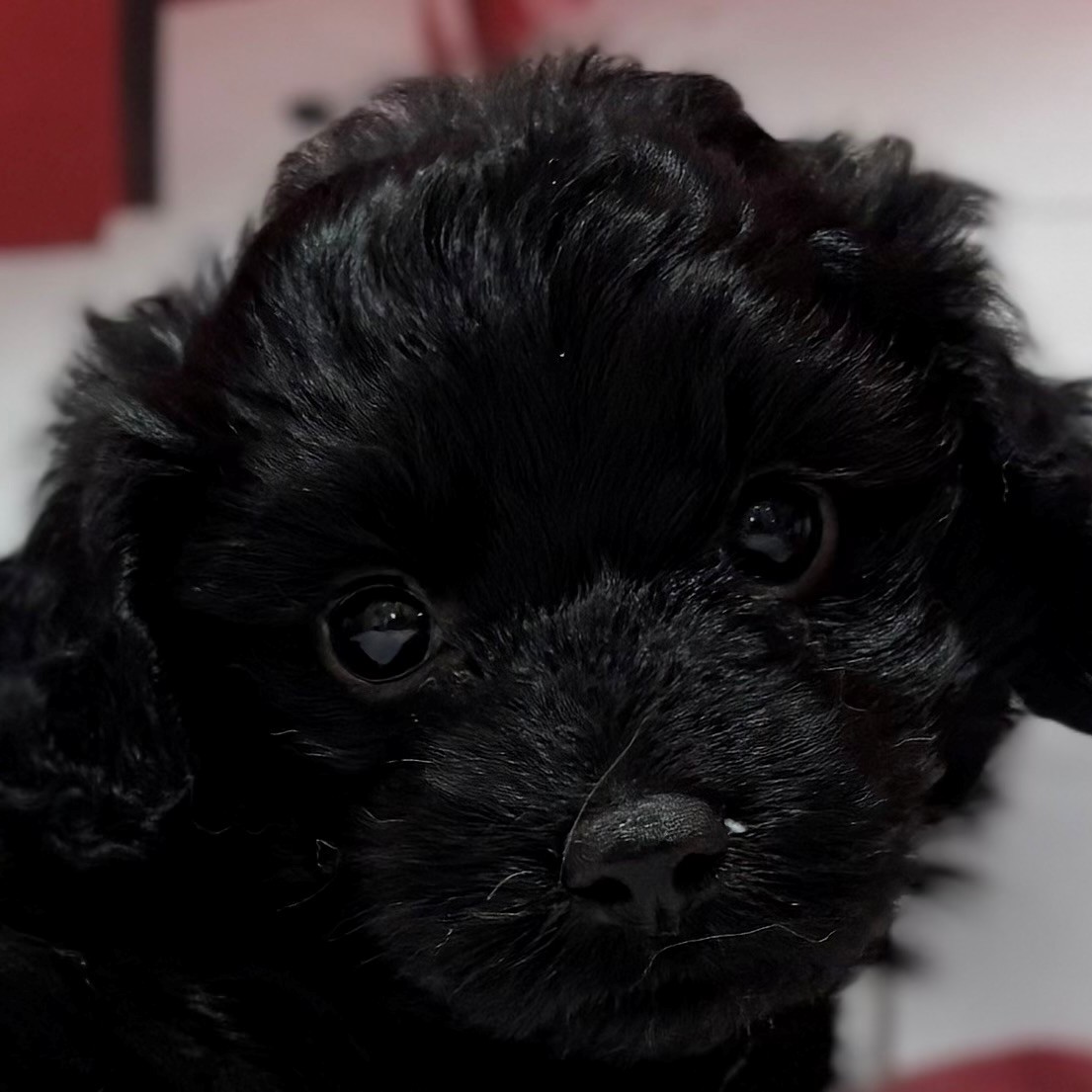 福岡県のダップー(ダックス×プードル) (犬の家＆猫の里トリアス久山店/2025年12月8日生まれ/女の子/ブラック)の子犬の1枚目の画像
