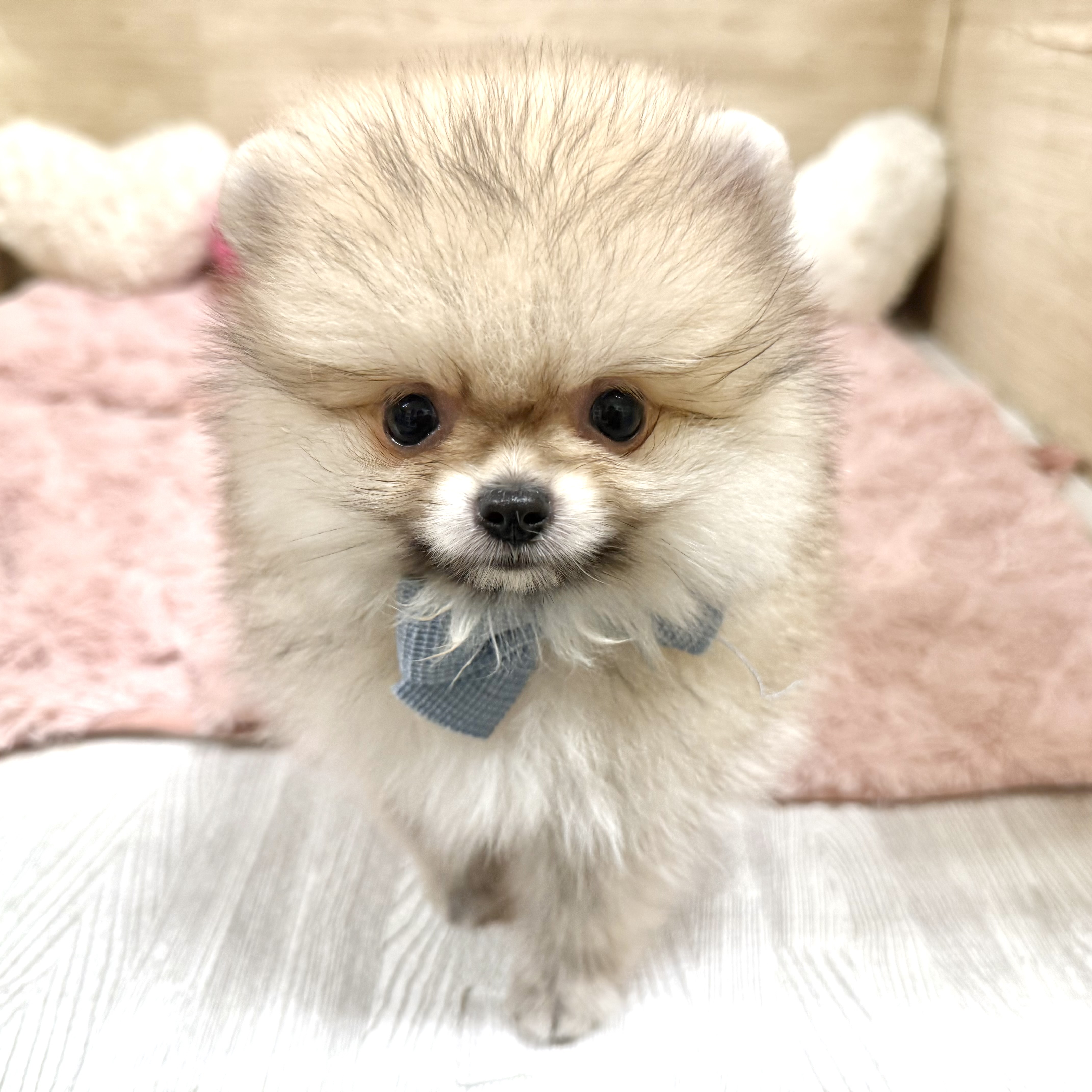 その他のカラーのポメラニアンの子犬一覧 | ペットショップ 犬の家&猫
