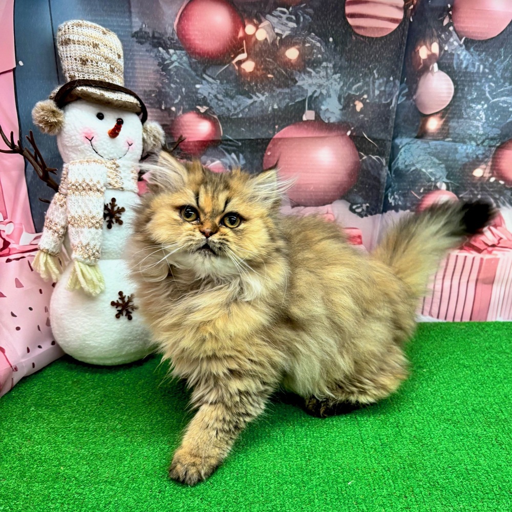 愛知県のエキゾチック (犬の家＆猫の里名古屋天白店/2025年7月26日生まれ/女の子/ブラウンパッチドタビー)の子猫の1枚目の画像