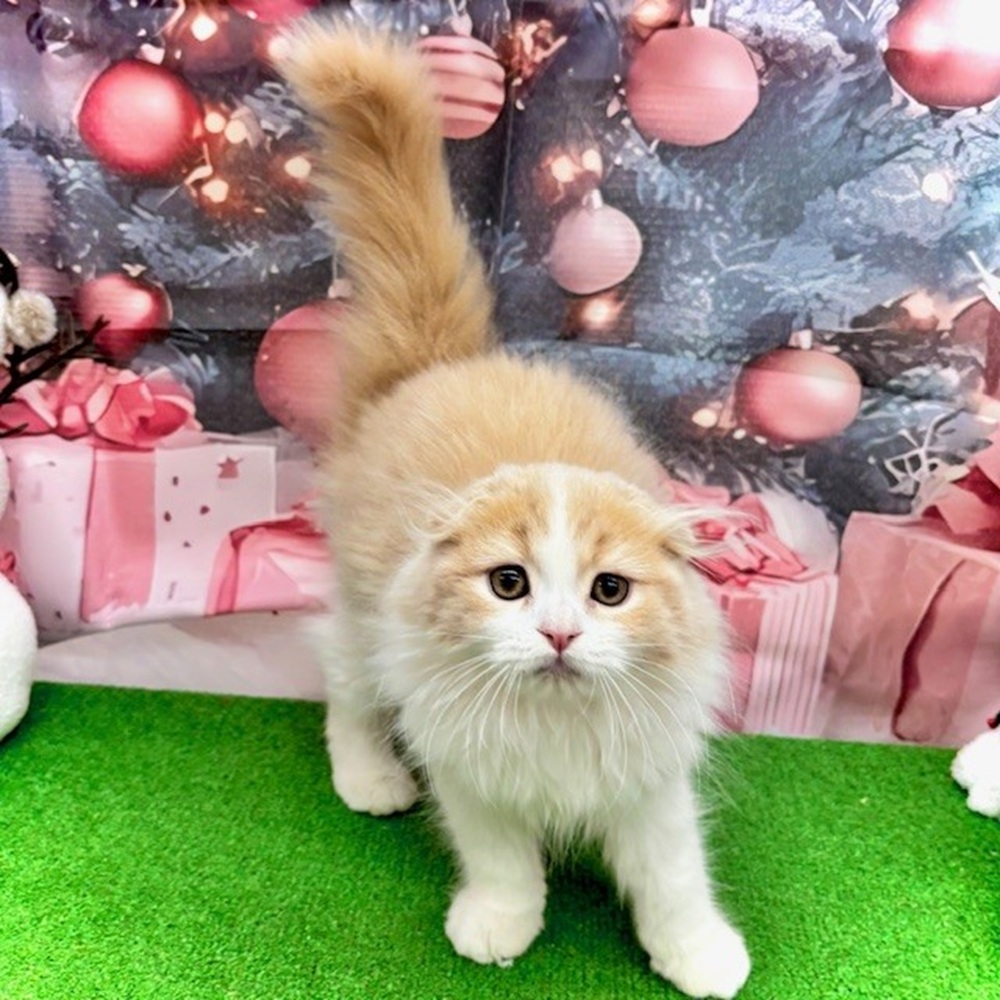 愛知県のスコティッシュフォールド (犬の家＆猫の里名古屋天白店/2025年8月4日生まれ/男の子/クリームタビーホワイト)の子猫の1枚目の画像