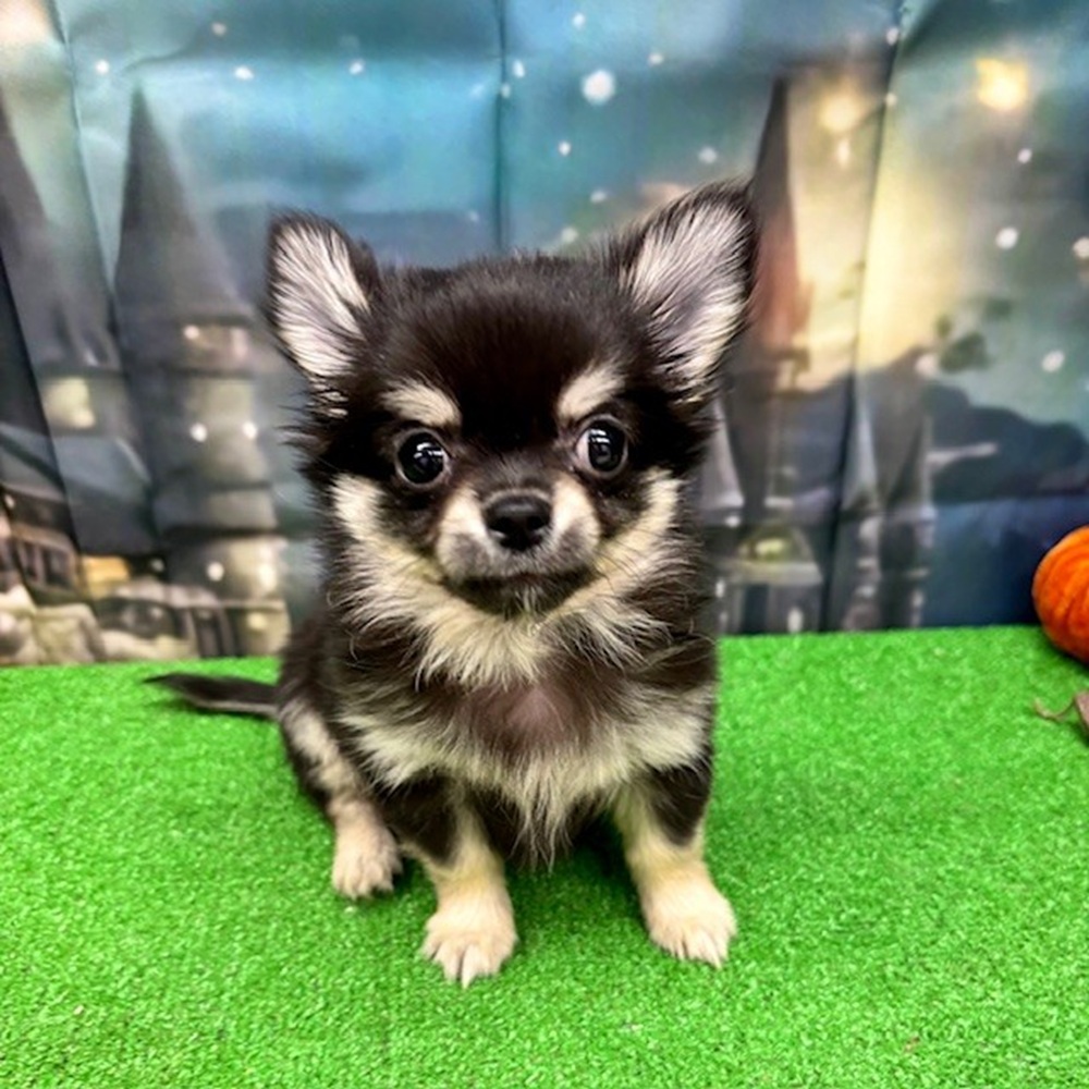 愛知県のチワワ(ロング) (犬の家＆猫の里名古屋天白店/2025年8月12日生まれ/男の子/ブラックタン)の子犬の1枚目の画像