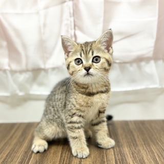 兵庫県のブリティッシュショートヘアー (犬の家＆猫の里カナート西神戸店/2025年6月15日生まれ/女の子/ブラウンタビー)の子猫の1枚目の画像