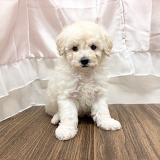 兵庫県のトイプードル(トイ) (犬の家＆猫の里カナート西神戸店/2025年6月15日生まれ/男の子/ホワイト)の子犬の1枚目の画像