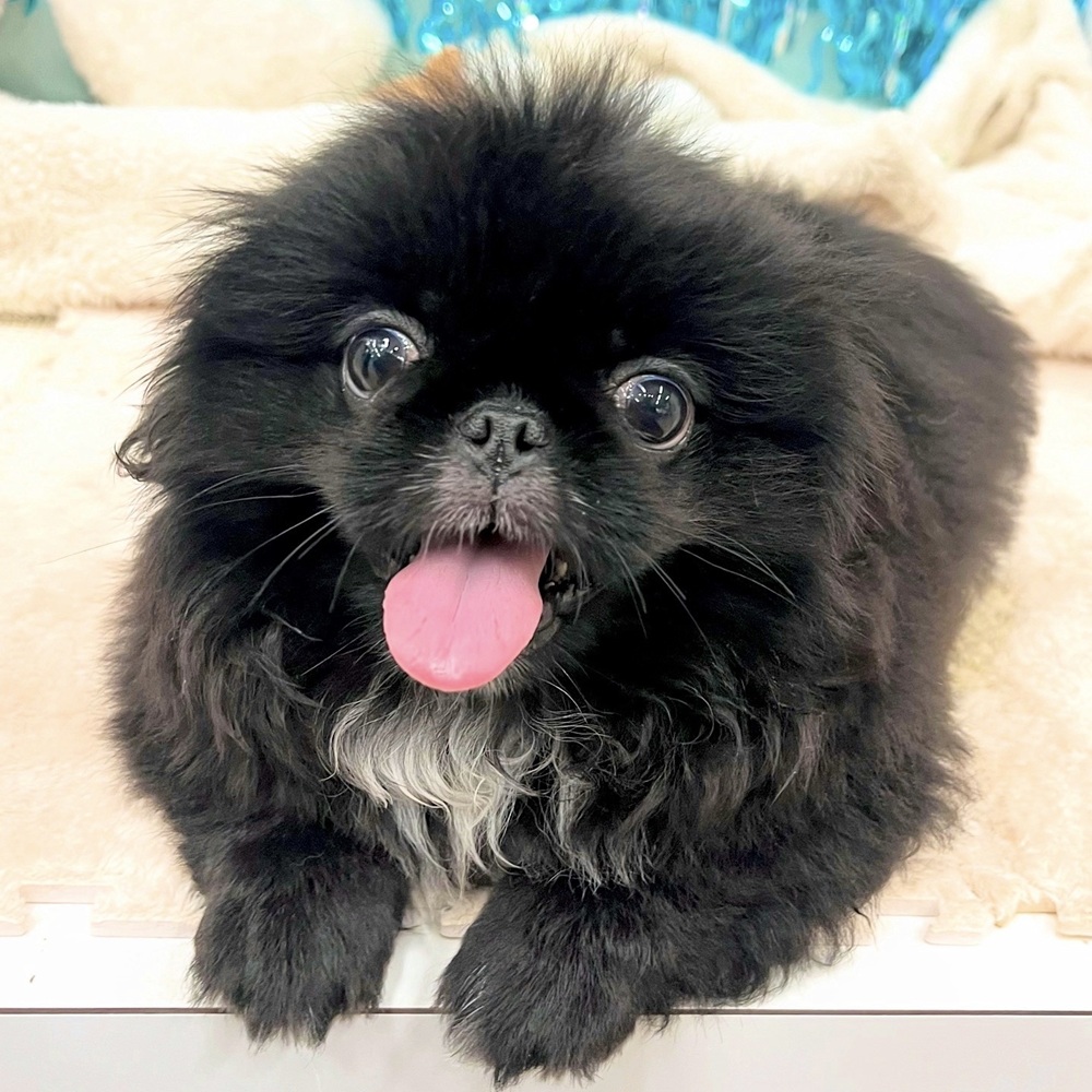 愛知県のペキニーズ (犬の家＆猫の里エアポートウォーク店/2025年4月26日生まれ/女の子/ブラックホワイト)の子犬の1枚目の画像