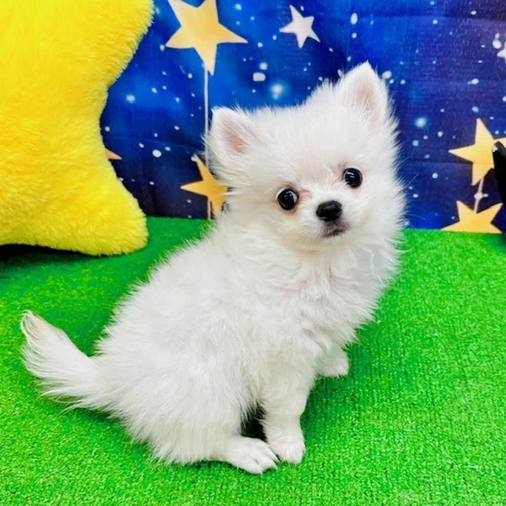 愛知県のポメチワ/チワポメ/ポメチー(ポメラニアン×チワワ) (犬の家＆猫の里名古屋天白店/2025年7月2日生まれ/男の子/クリーム)の子犬の1枚目の画像