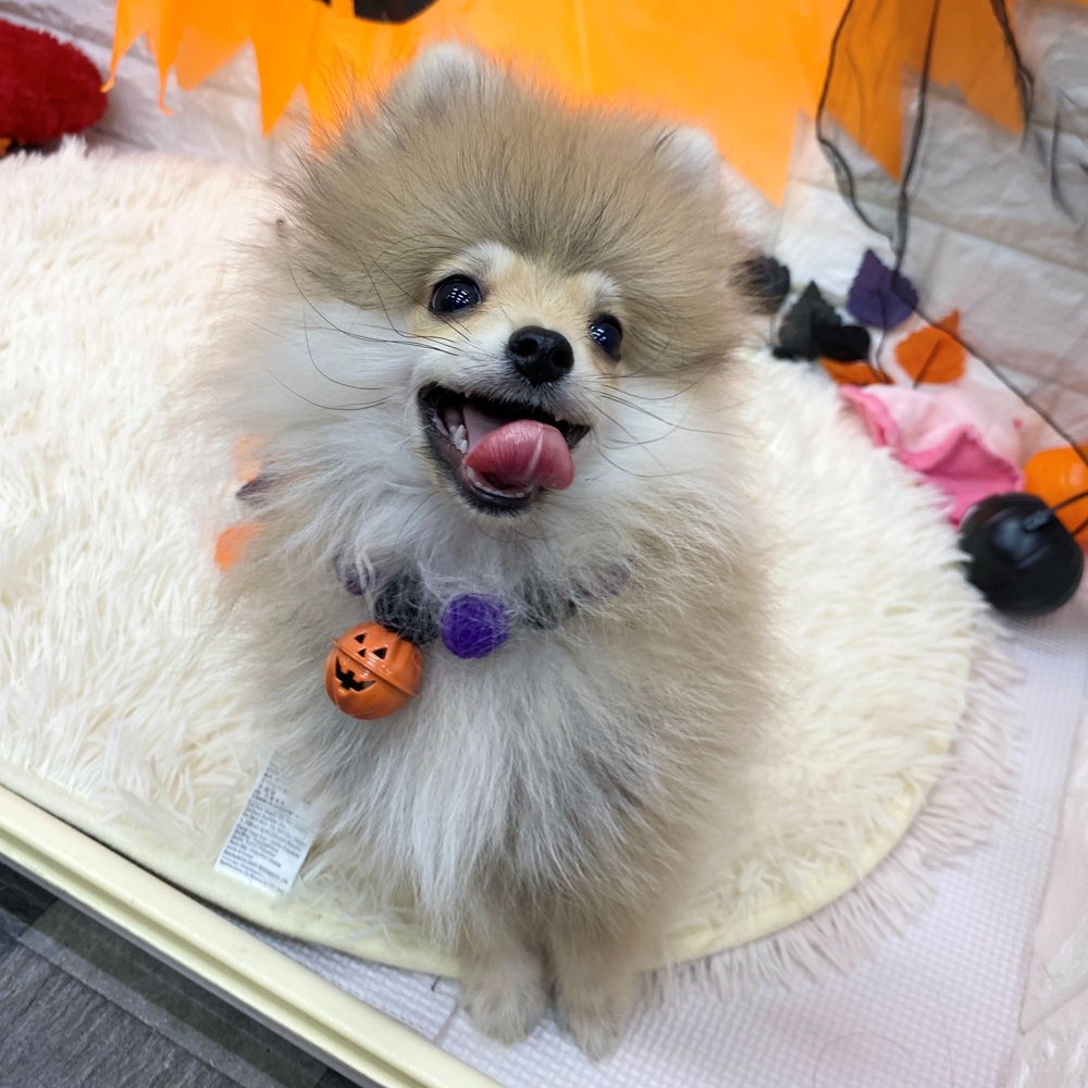 2025年7月16日生まれのポメラニアンの7枚目の写真