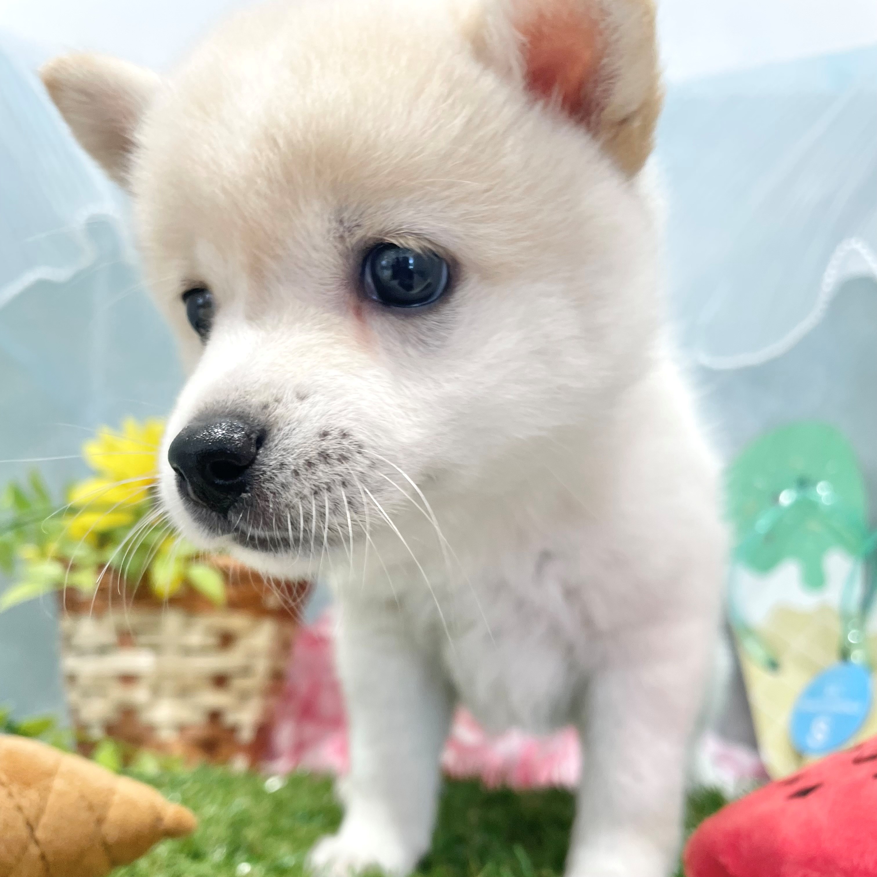 生体画像7