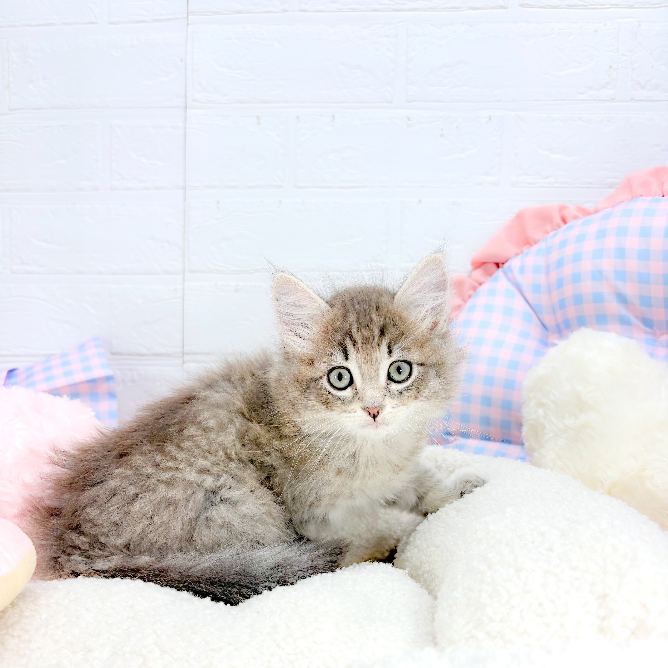 神奈川県のサイベリアン (犬の家＆猫の里元住吉ブレーメン通り店/2025年9月1日生まれ/男の子/ブルータビー)の子猫の1枚目の画像