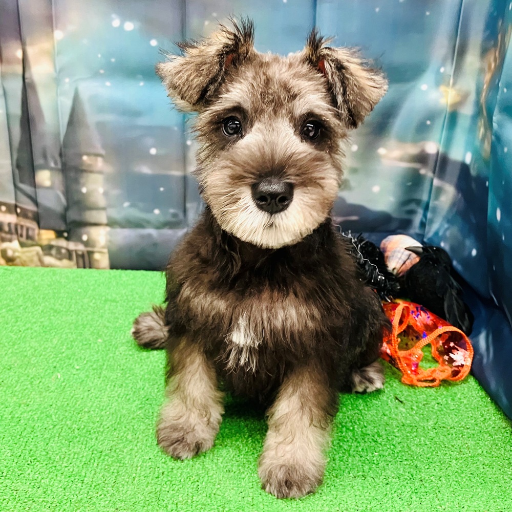 愛知県のミニチュアシュナウザー (犬の家＆猫の里名古屋天白店/2025年7月20日生まれ/女の子/ソルトペッパー)の子犬の1枚目の画像
