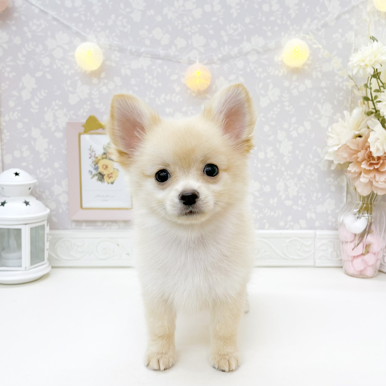 富山県のポメチワ/チワポメ/ポメチー(ポメラニアン×チワワ) (犬の家＆猫の里富山店/2026年6月26日生まれ/男の子/クリーム)の子犬の1枚目の画像