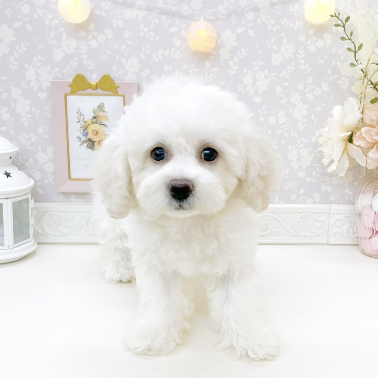 富山県のビションフリーゼ (犬の家＆猫の里富山店/2026年7月20日生まれ/女の子/ホワイト)の子犬の1枚目の画像
