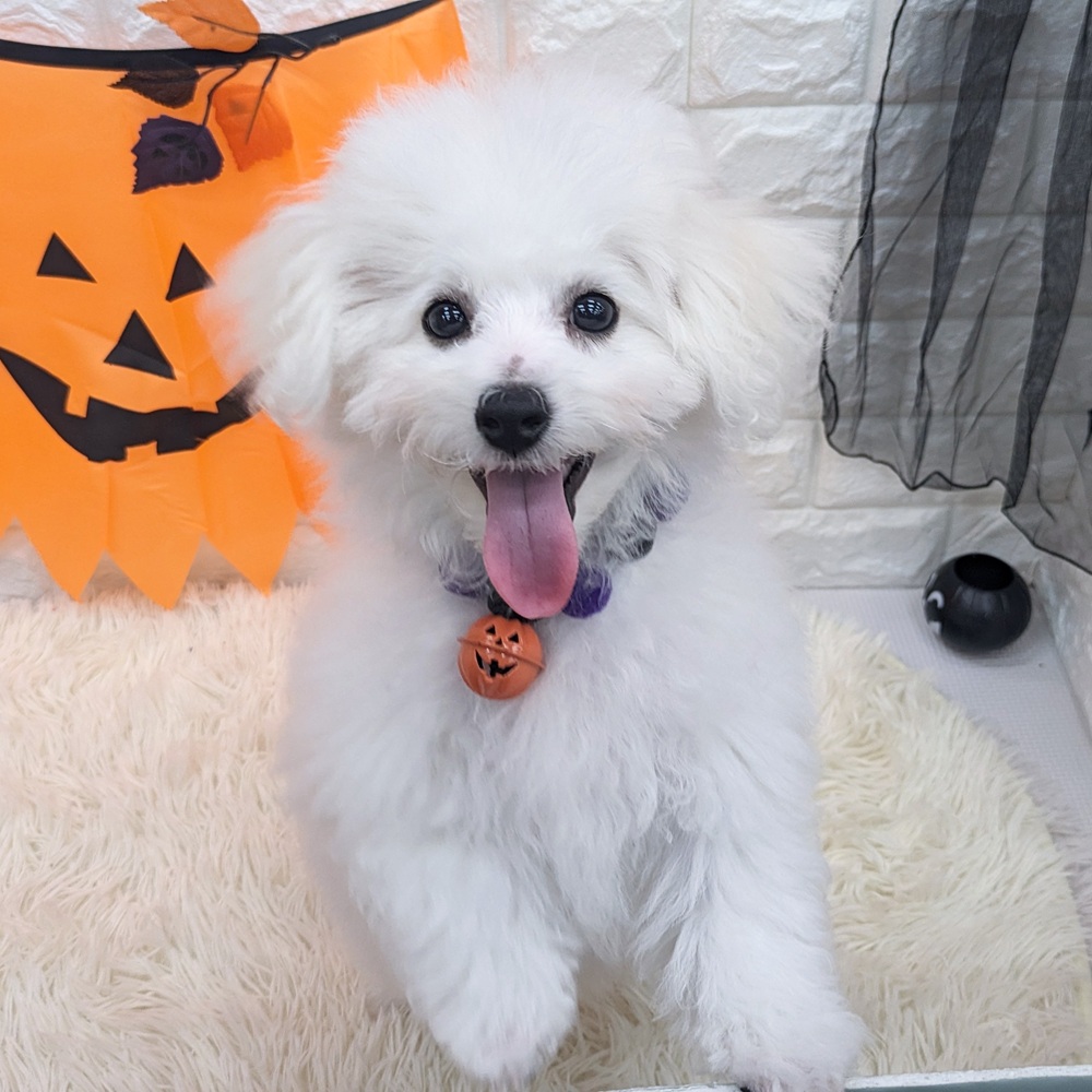 2025年7月8日生まれのビションフリーゼの7枚目の写真