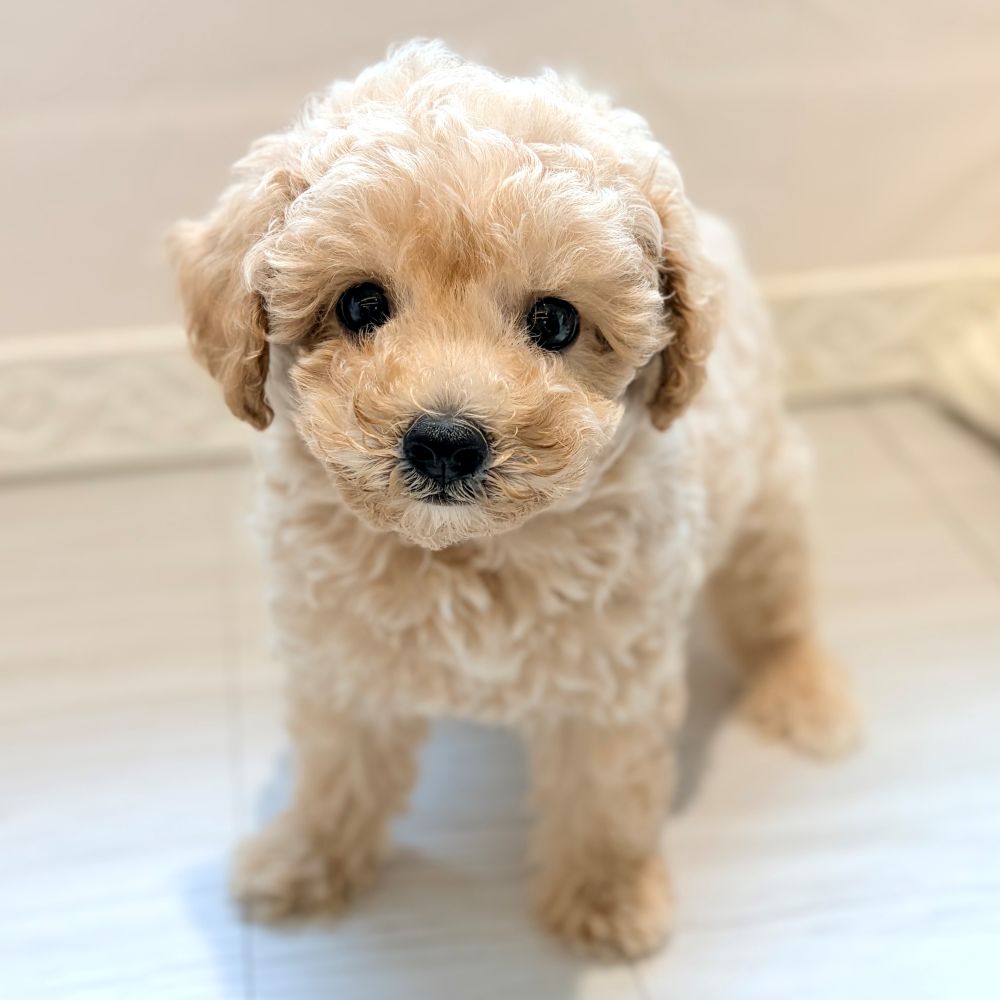 ハーフ犬男の子の写真