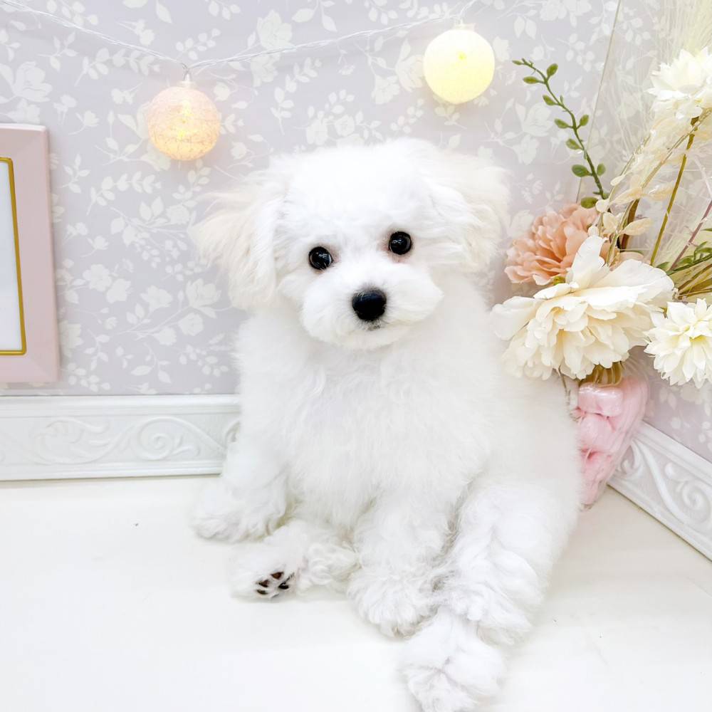 富山県のビションフリーゼ (犬の家＆猫の里富山店/2026年3月1日生まれ/女の子/ホワイト)の子犬の1枚目の画像
