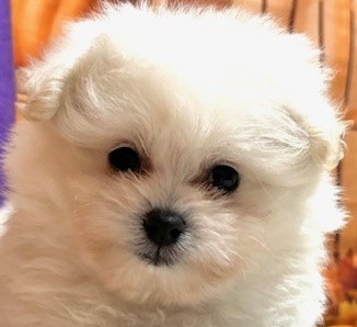 福岡県のポメプー(ポメラニアン×プードル) (犬の家&猫の里トリアス久山店/2025年8月26日生まれ/女の子/クリーム)の子犬の1枚目の画像
