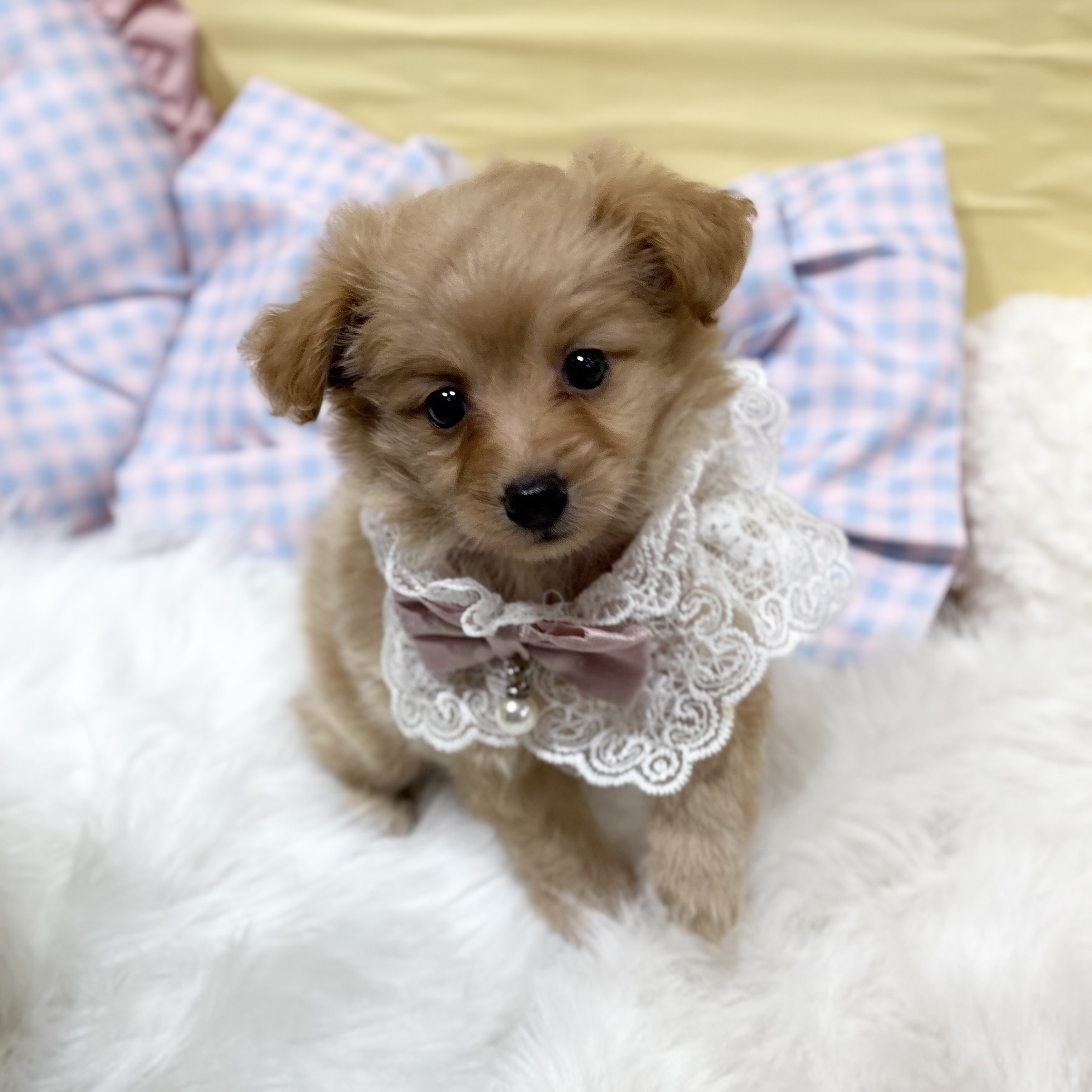 神奈川県のポメプー(ポメラニアン×プードル) (犬の家＆猫の里元住吉ブレーメン通り店/2026年6月16日生まれ/女の子/アプリコット)の子犬の1枚目の画像