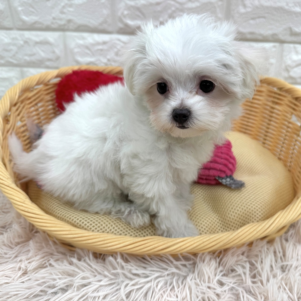 愛知県のマルチーズ (犬の家＆猫の里MEGAドン・キホーテ東海名和店/2026年3月3日生まれ/女の子/ホワイト)の子犬の1枚目の画像