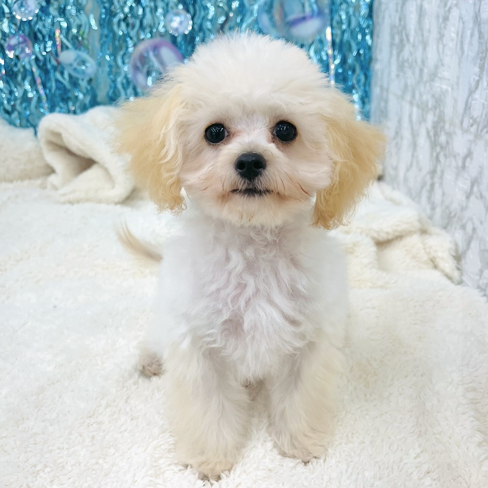愛知県のマルプー(マルチーズ×プードル) (犬の家＆猫の里エアポートウォーク店/2025年5月2日生まれ/男の子/クリーム)の子犬の1枚目の画像
