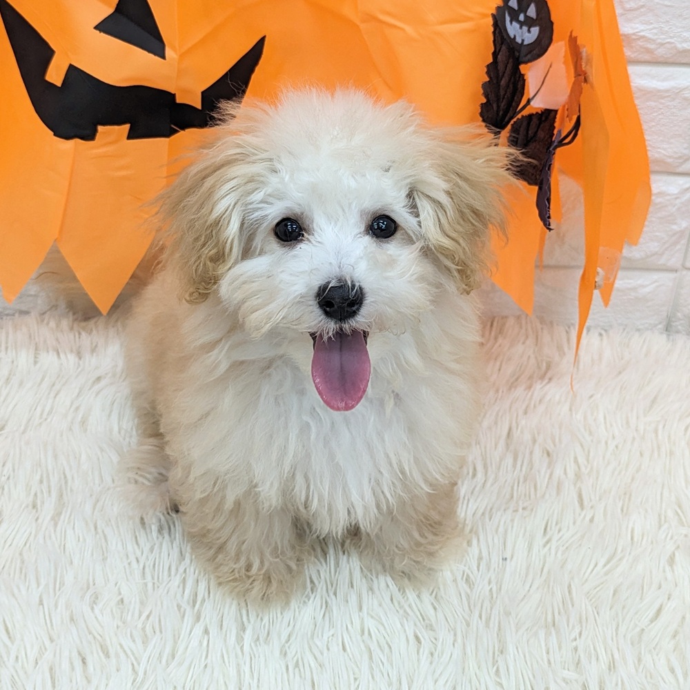 2025年7月5日生まれのマルプー(マルチーズ×プードル)の7枚目の写真