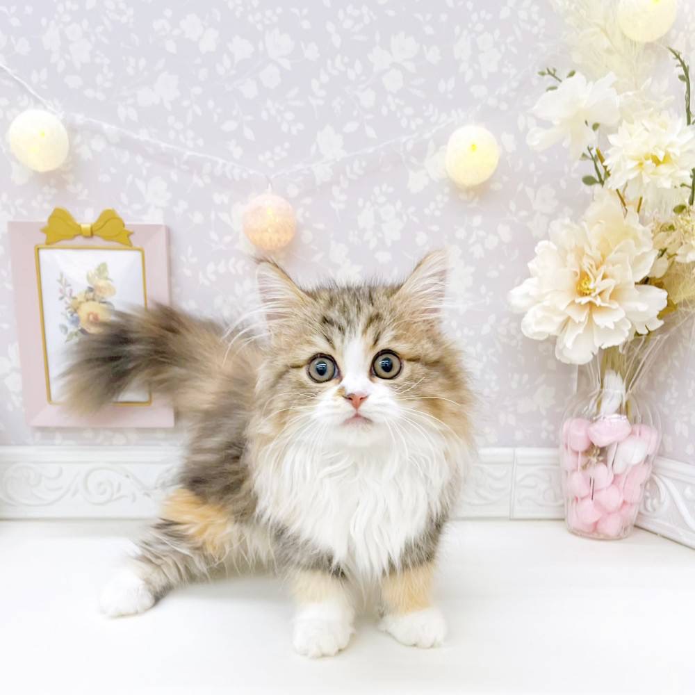富山県のミヌエット (犬の家＆猫の里富山店/2026年5月5日生まれ/女の子/キャリコ)の子猫の1枚目の画像
