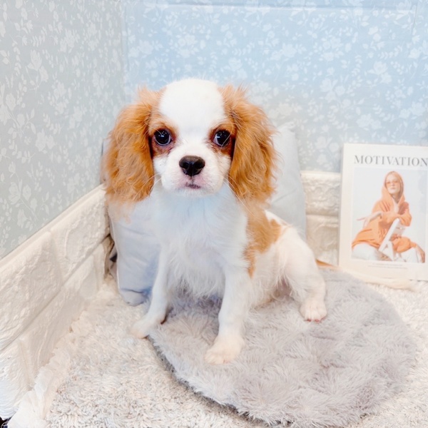 福井県のキャバリアキングチャールズスパニエル (犬の家＆猫の里福井店/2025年5月28日生まれ/男の子/ブレンハイム)の子犬の1枚目の画像