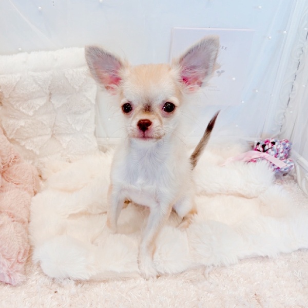 福井県のチワワ(ロング) (犬の家＆猫の里福井店/2025年5月1日生まれ/男の子/チョコレートフォーンホワイト)の子犬の1枚目の画像
