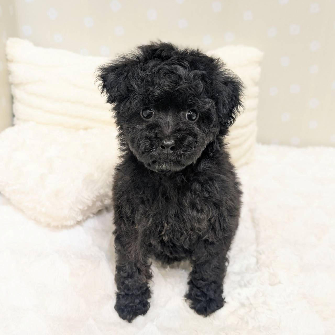 愛知県のトイプードル(トイ) (犬の家＆猫の里安城店/2026年1月20日生まれ/男の子/ブラック)の子犬の1枚目の画像