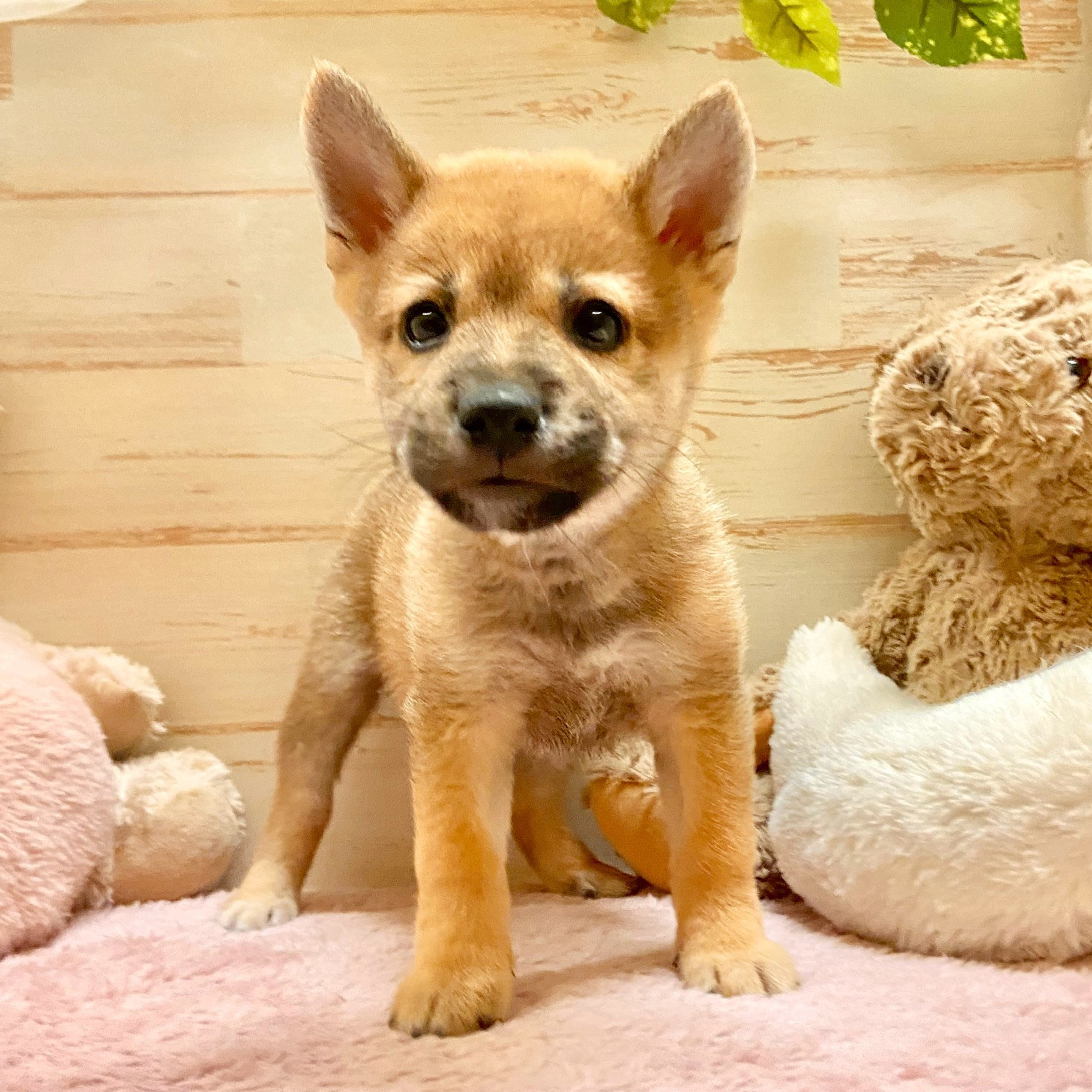 兵庫県の豆柴 (犬の家＆猫の里神戸店/2025年7月23日生まれ/男の子/赤)の子犬の1枚目の画像
