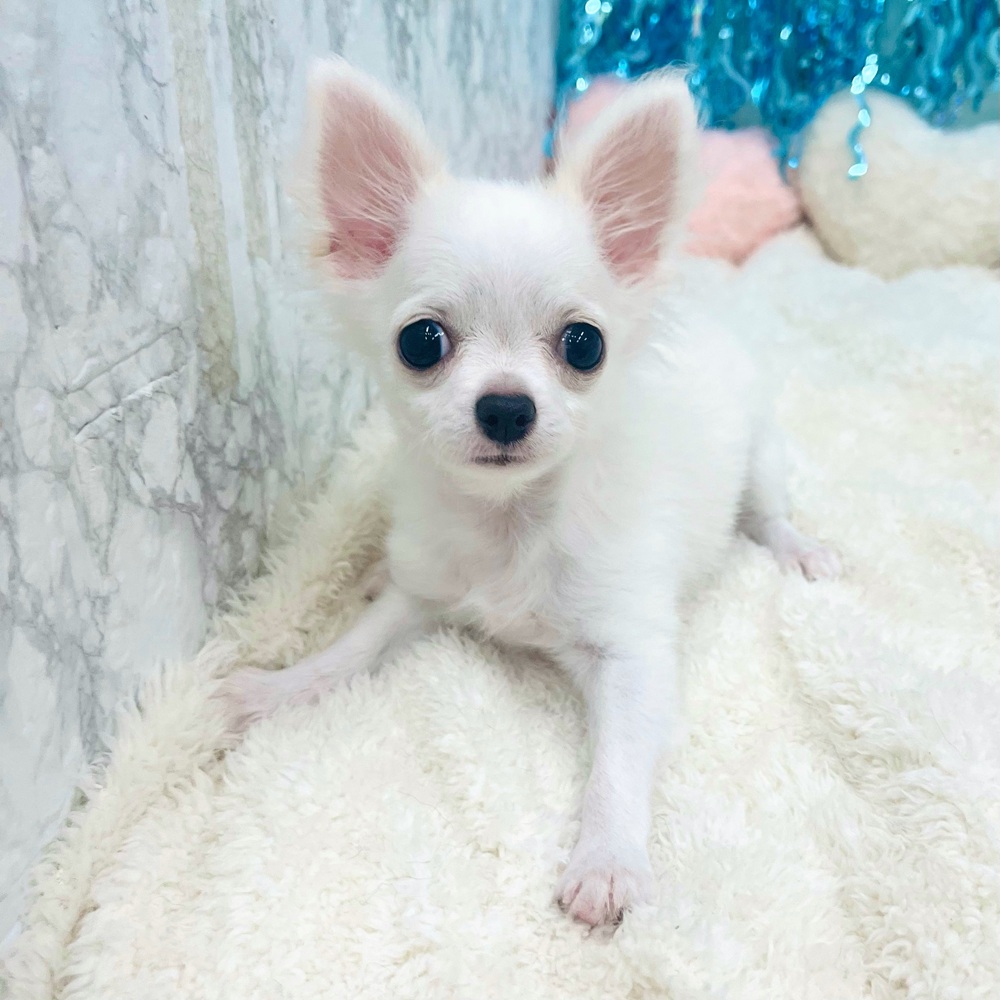 愛知県のチワワ(ロング) (犬の家＆猫の里エアポートウォーク店/2025年5月7日生まれ/女の子/ホワイトクリーム)の子犬の1枚目の画像