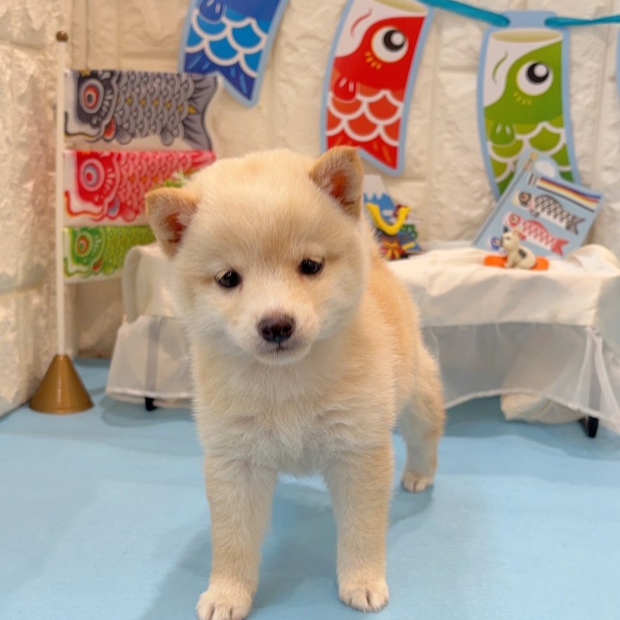 岡山県の豆柴 (犬の家＆猫の里倉敷店/2026年2月22日生まれ/女の子/白)の子犬の1枚目の画像