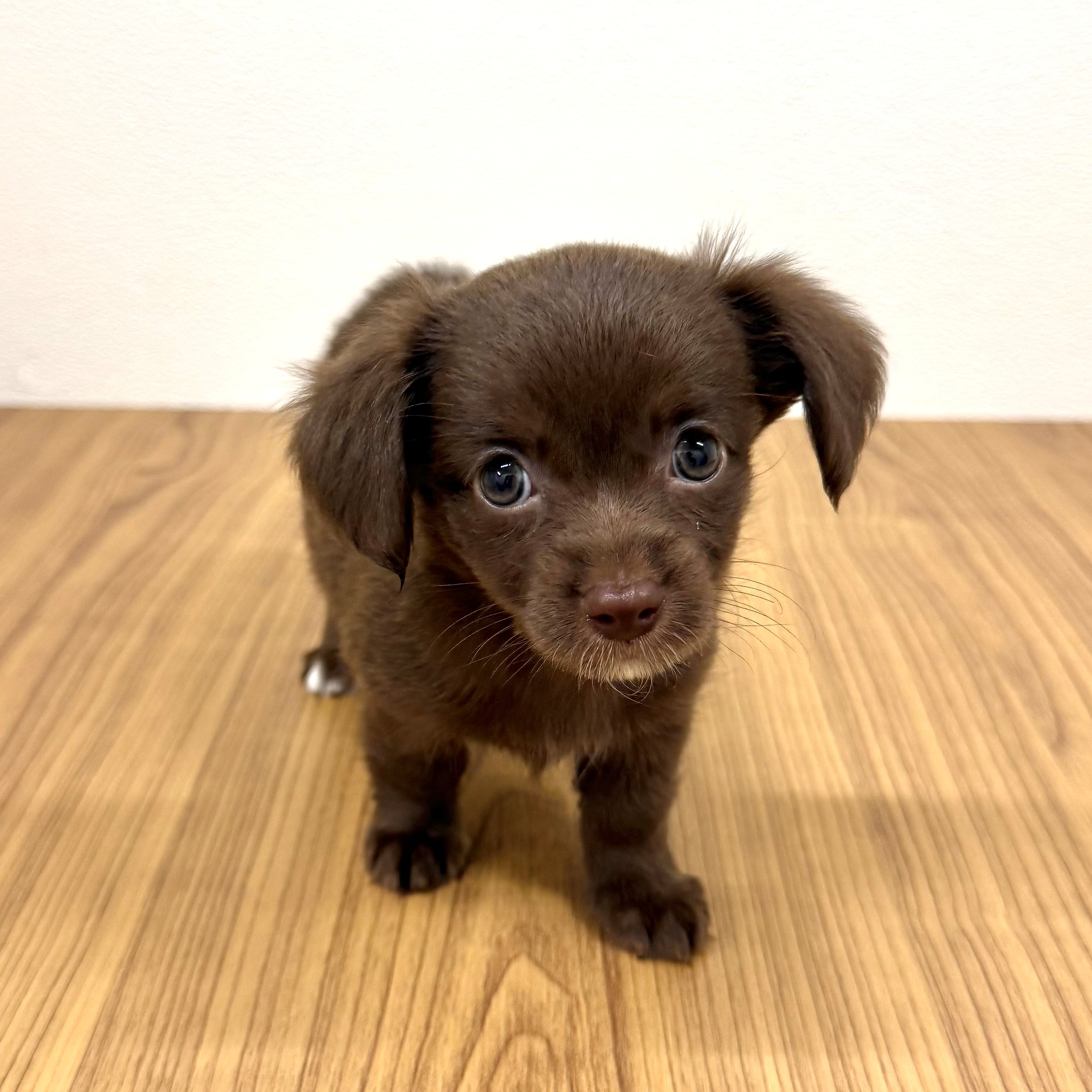 福岡県のチワックス(チワワ×ダックス) (犬の家＆猫の里トリアス久山店/2025年6月1日生まれ/女の子/チョコレート)の子犬の1枚目の画像