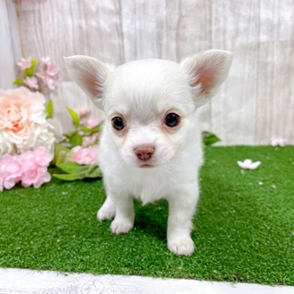 神奈川県のチワワ(ロング) (犬の家＆猫の里小田原店/2025年12月29日生まれ/女の子/クリームホワイト)の子犬の1枚目の画像