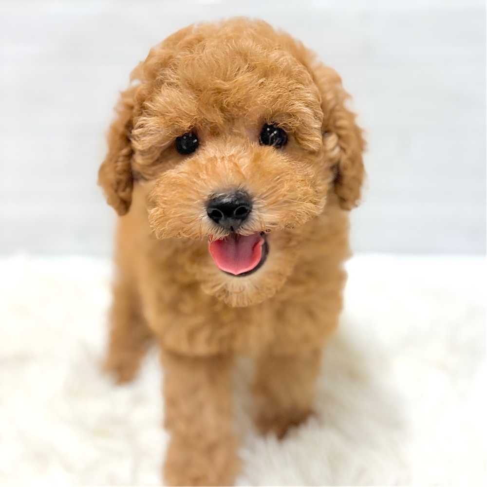レッド(赤系)のトイプードルの子犬一覧 | ペットショップ 犬の家&猫の