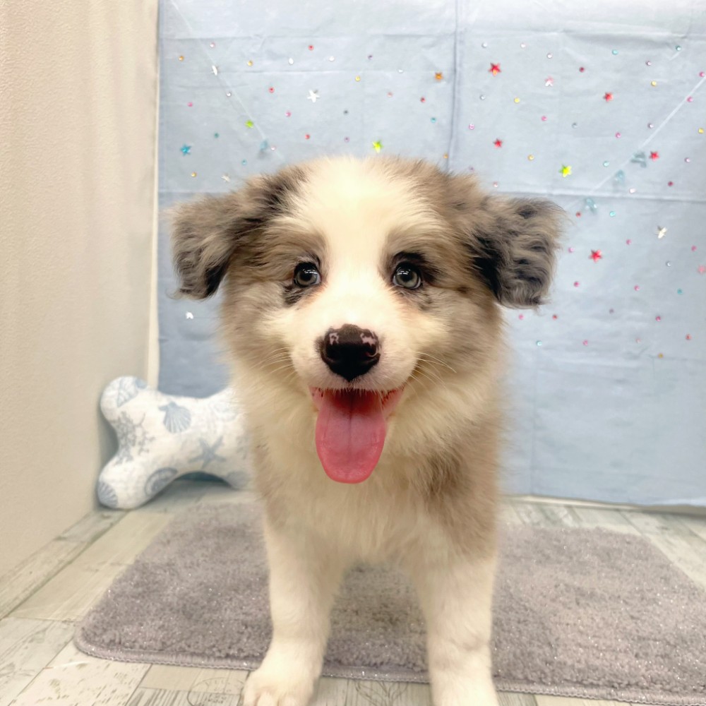 福岡県のボーダーコリー (犬の家＆猫の里シュロアモール筑紫野店/2026年3月7日生まれ/女の子/ブルーマール)の子犬の1枚目の画像