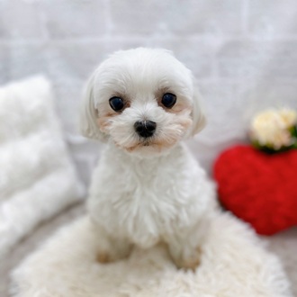 9番見られている子の画像