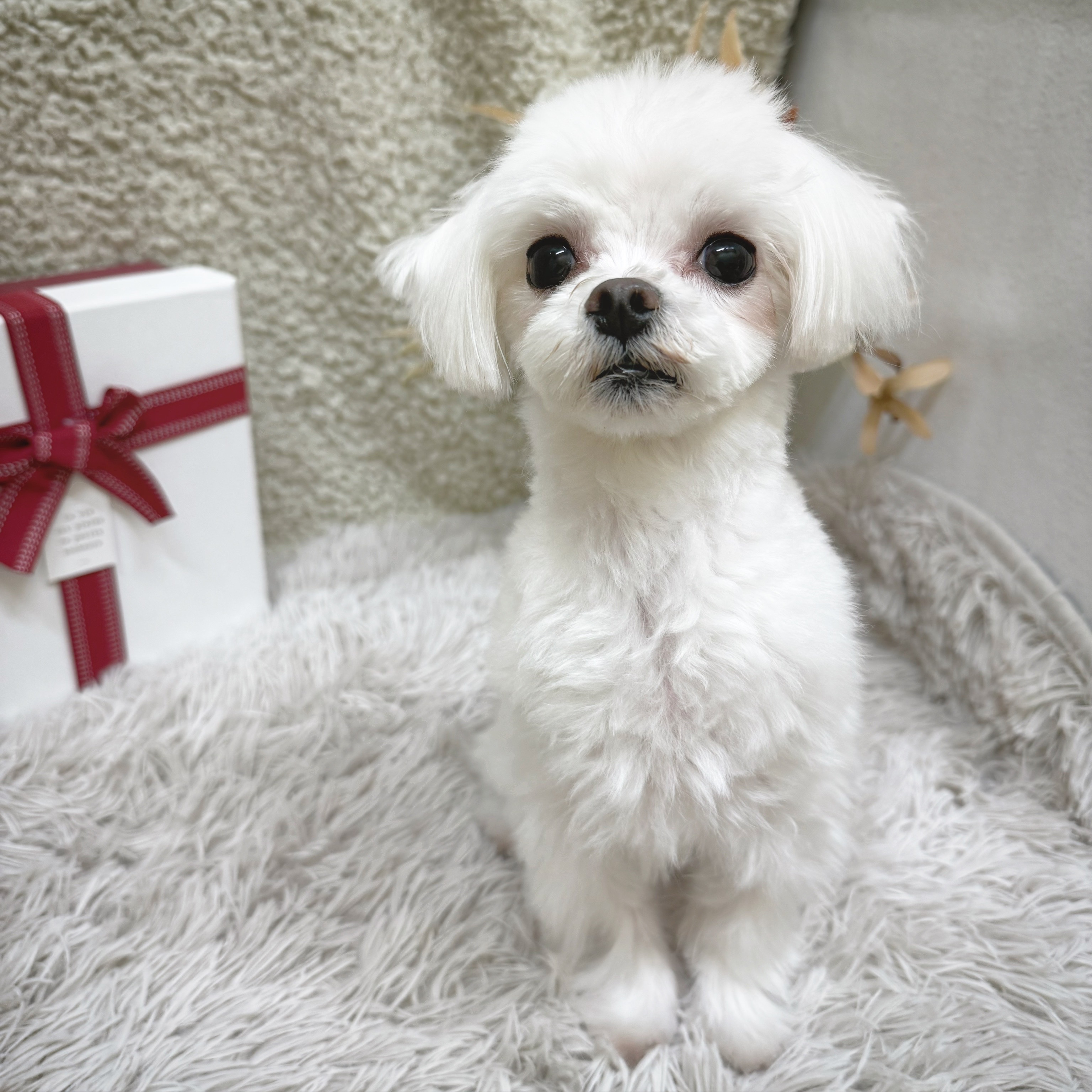 9番見られている子の画像