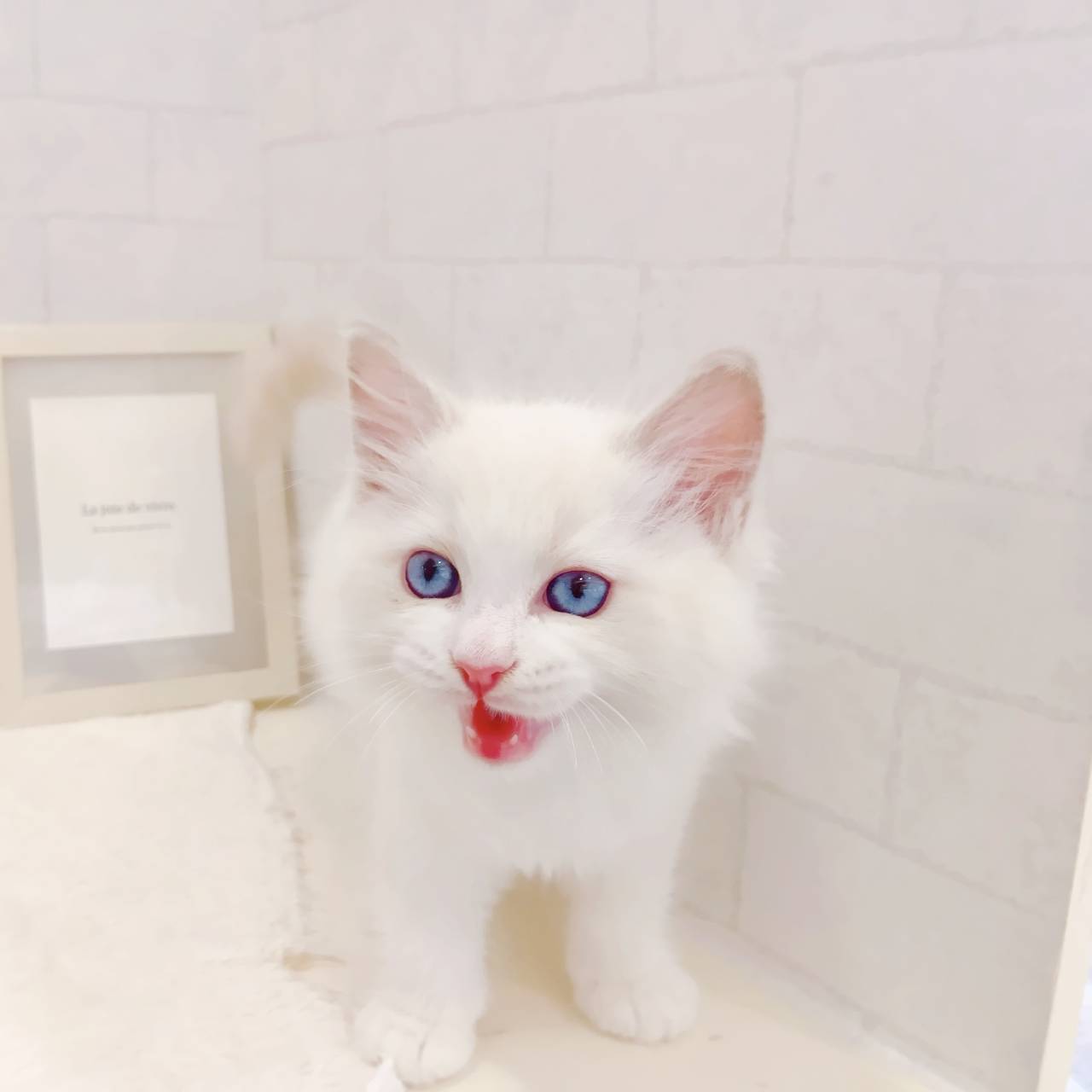 石川県のラグドール (犬の家＆猫の里金沢店/2025年12月12日生まれ/男の子/ブルーポイントバイカラー)の子猫