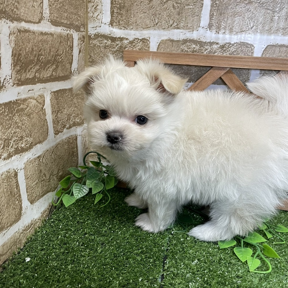 ハーフ犬の画像7