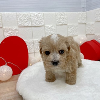 ハーフ犬の画像7