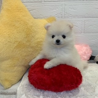 生体画像７