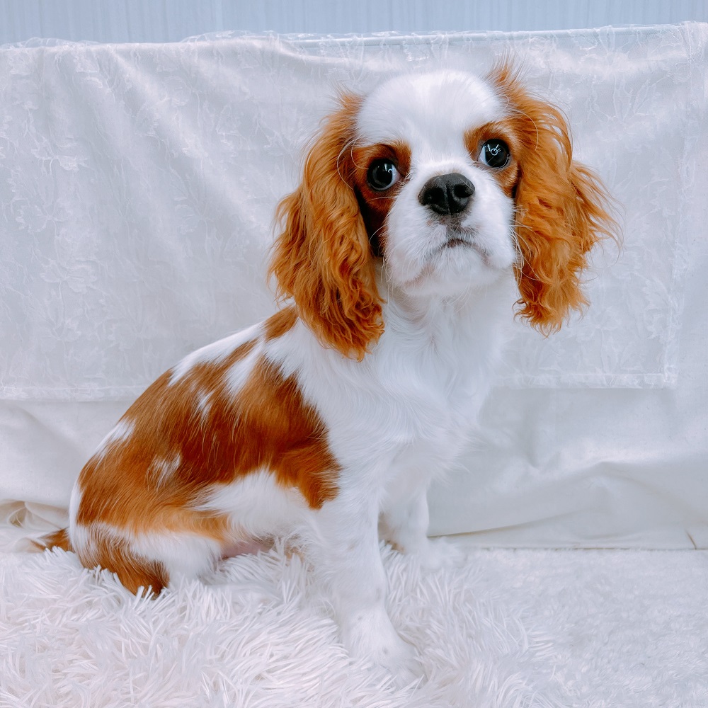 キャバリア キング チャールズ スパニエル ブレンハイム 男の子のご紹介 ペットショップ 犬の家 猫の里 子犬だけでなく子猫の情報もたくさん