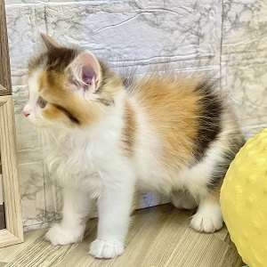 生体画像7