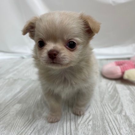 ペットショップ 犬の家 猫の里 子犬だけでなく子猫の情報もたくさん