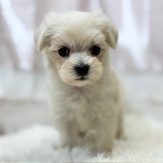 ハーフ犬女の子の写真