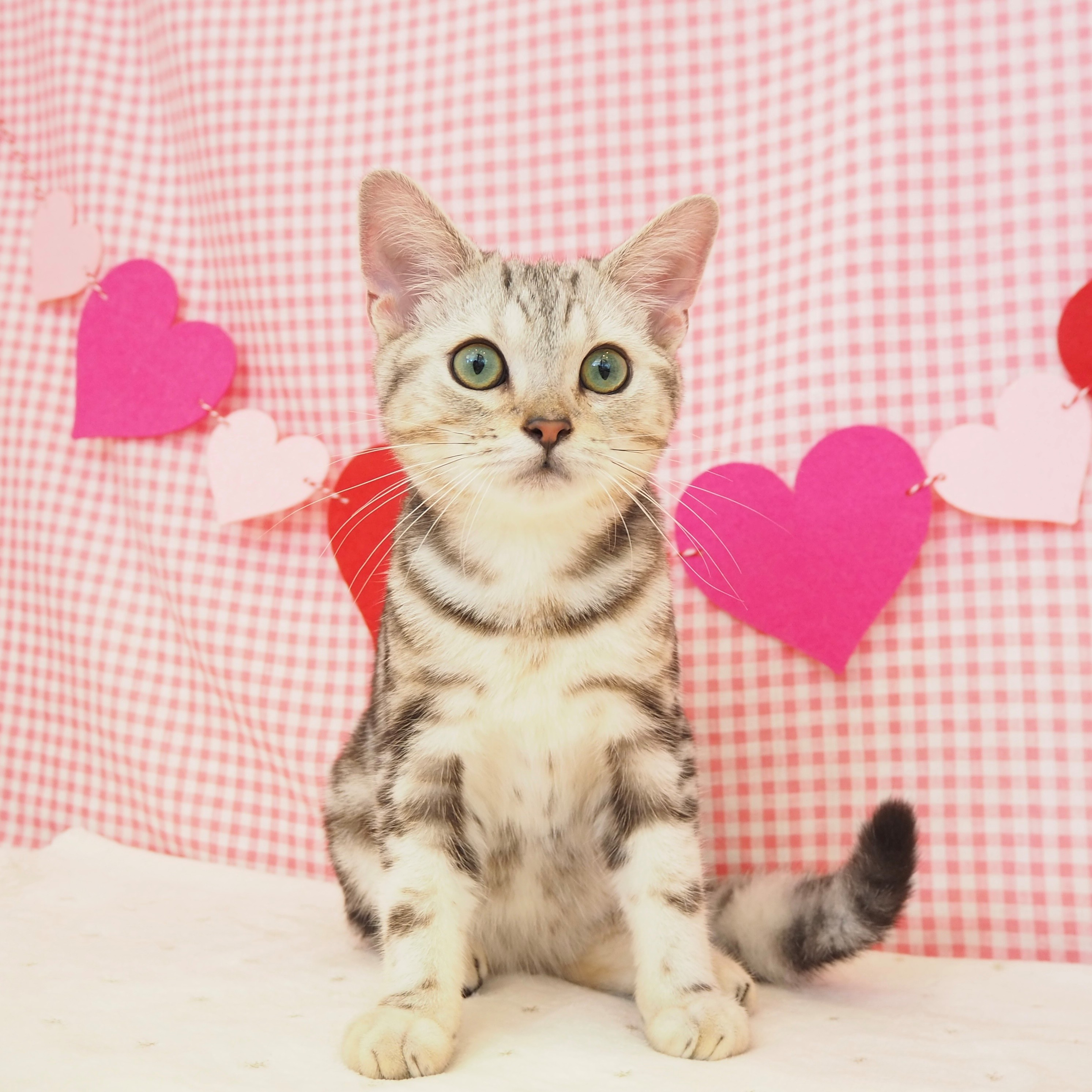 大阪府のアメリカンショートヘアー (犬の家＆猫の里もりのみやキューズモールBASE店/2025年2月5日生まれ/男の子/シルバータビー)の子猫の1枚目の画像