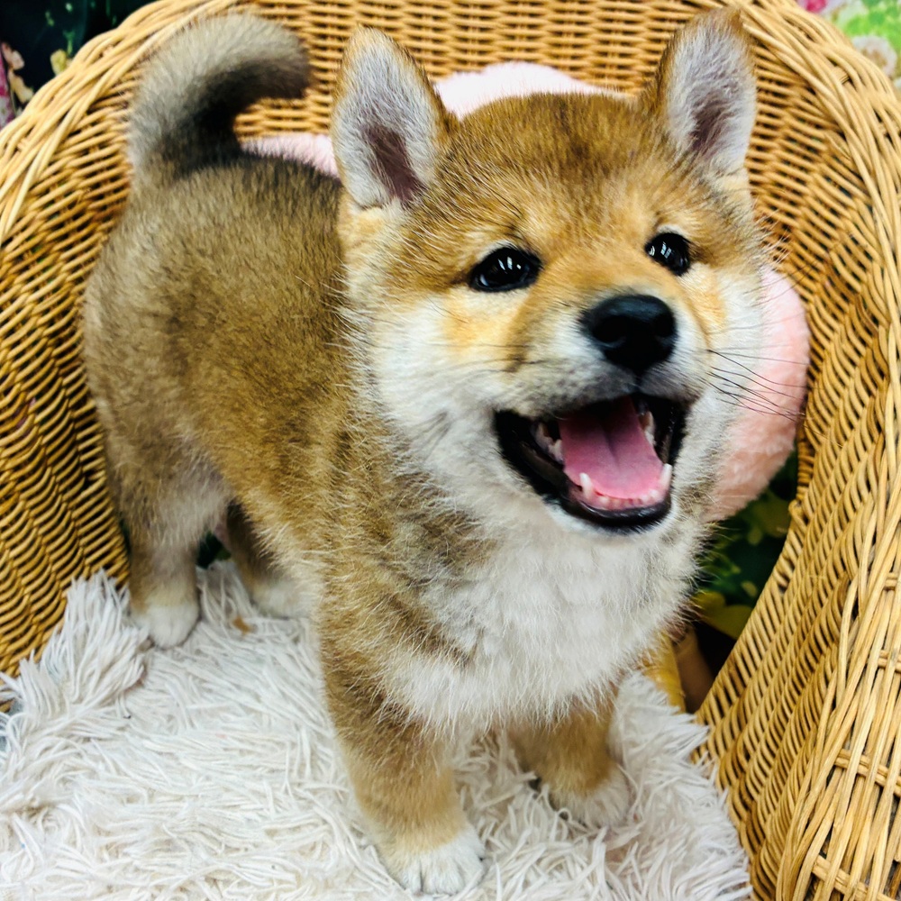 愛知県の柴犬(標準サイズ) (犬の家＆猫の里名古屋天白店/2025年2月4日生まれ/男の子/赤)の子犬