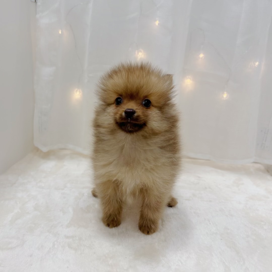 千葉県のポメチワ/チワポメ/ポメチー(ポメラニアン×チワワ) (犬の家＆猫の里BIGHOPガーデンモール印西店/2025年2月16日生まれ/男の子/フォーン)の子犬
