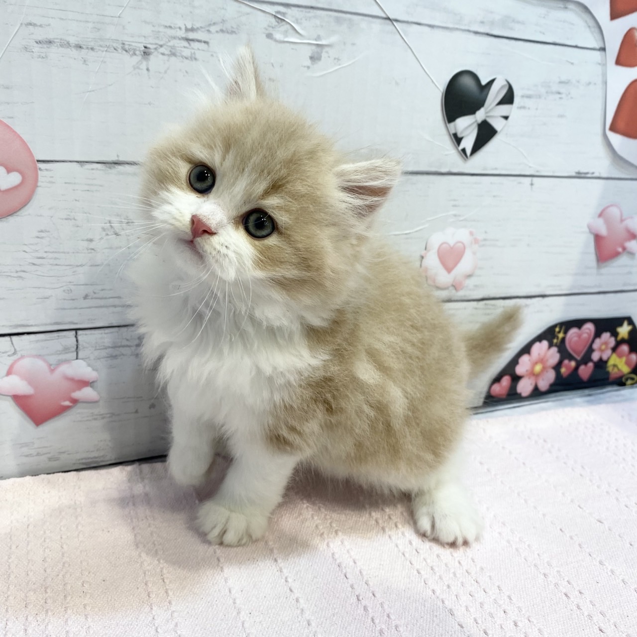生体画像7