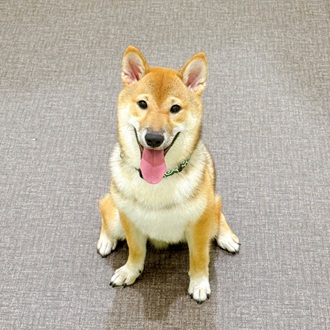 滋賀県の柴犬(標準サイズ) (犬の家＆猫の里長浜店/2025年2月22日生まれ/男の子/赤)の子犬の1枚目の画像
