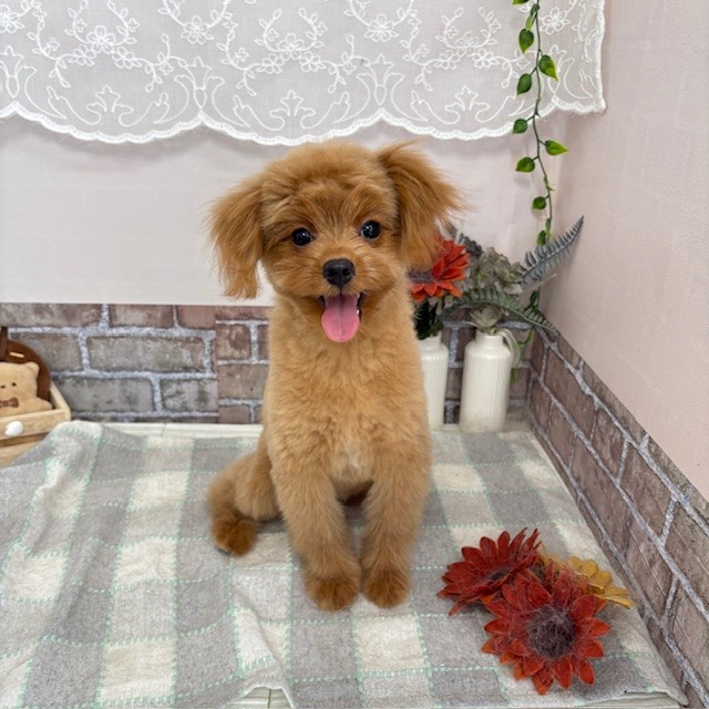 愛知県のポメプー(ポメラニアン×プードル) (犬の家＆猫の里碧南店/2025年3月23日生まれ/女の子/アプリコット)の子犬の1枚目の画像